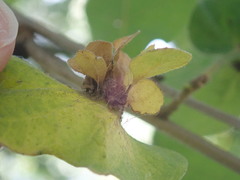 Andricus foliaformis