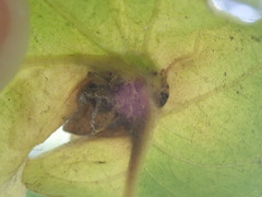 Andricus foliaformis