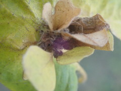 Andricus foliaformis