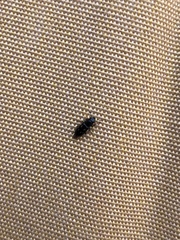 Glischrochilus vittatus