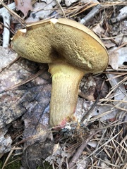 Lanmaoa pallidorosea