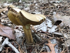 Lanmaoa pallidorosea