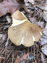 Lanmaoa pallidorosea