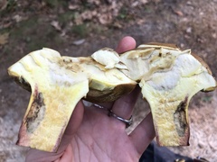 Lanmaoa pallidorosea