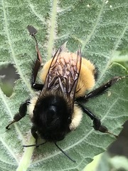 Bombus weisi