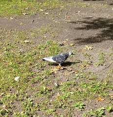 Columba livia domestica