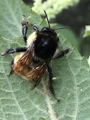 Bombus weisi