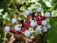 Actaea pachypoda pachypoda