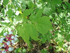 Actaea pachypoda pachypoda