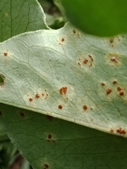 Puccinia malvacearum