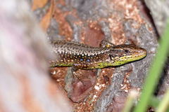 Iberolacerta monticola