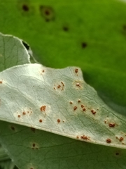 Puccinia malvacearum