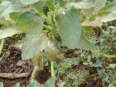 Puccinia malvacearum