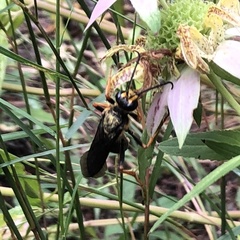 Sphex flavovestitus