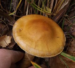 Hemipholiota