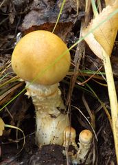 Hemipholiota