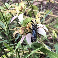 Sphex flavovestitus