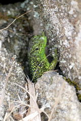 Iberolacerta monticola