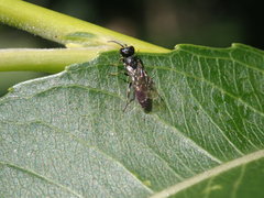 Passaloecus
