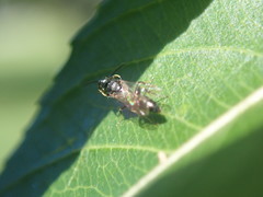 Passaloecus