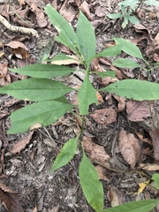 Asclepias perennis