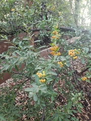 Pyracantha fortuneana