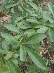 Pyracantha fortuneana