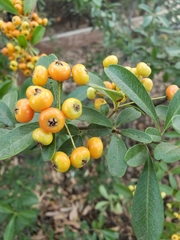 Pyracantha fortuneana