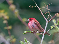 Purple Finch photo 4