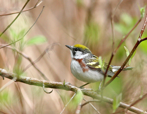 Chestnut-sided Warbler, photo 7 of 9