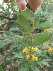 Pyracantha fortuneana