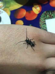 Calydon submetallicum