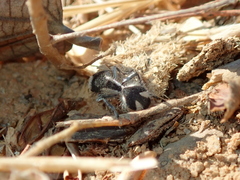 Traumatomutilla bifurca