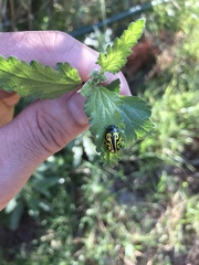 Calligrapha serpentina