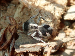 Traumatomutilla bifurca