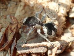 Traumatomutilla bifurca