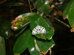 Cyclosia pieridoides