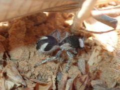 Traumatomutilla bifurca