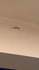 Hemidactylus turcicus