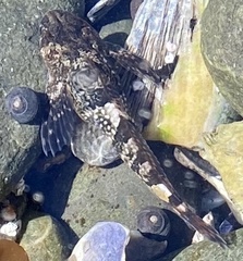 Clinocottus globiceps