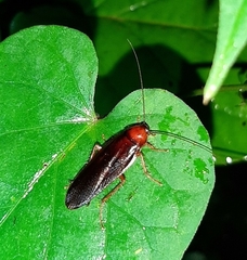 Ischnoptera rufa