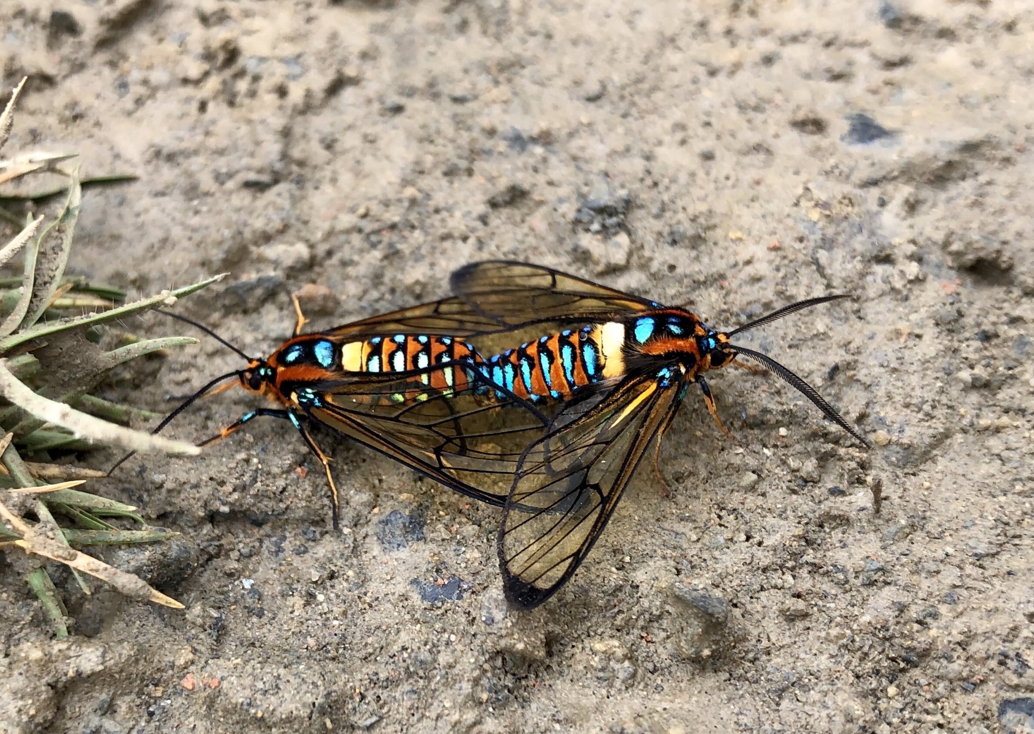 Gymnelia jordani image