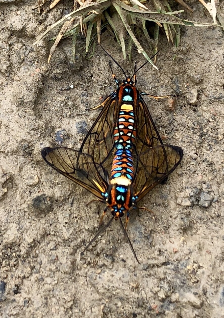 Gymnelia jordani image