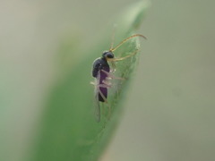 Synergini