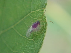 Synergini