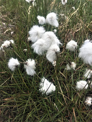 Eriophorum scheuchzeri