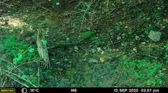 Prionailurus bengalensis