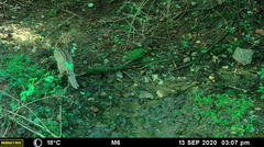 Prionailurus bengalensis