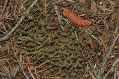 Selaginella wallacei