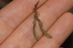 Selaginella wallacei